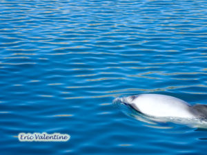 Akaroa, Hectors dolphin