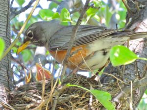 2 baby robin open beaks mother robin