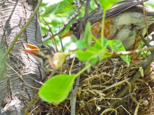 6 mother robin with babies