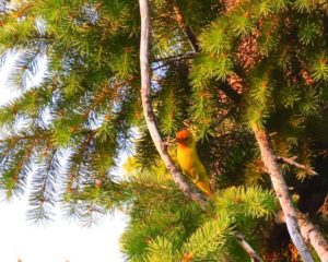 Wallowa county hat point hells canyon femaile western tanager