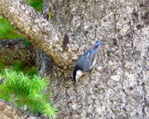 Wallowa county hat point hells canyon pygmy nuthatch