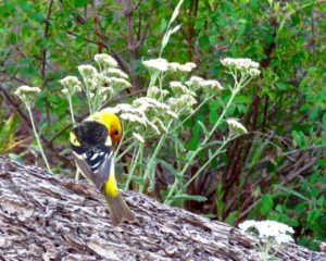 Wallowa county saddle creek campground oregon hat point hells canyon western tanager