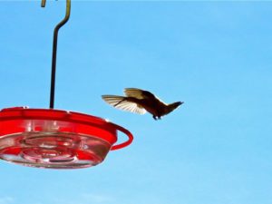 Hummingbird feeder la grande or