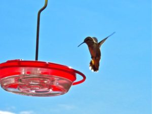 Hummingbird feeder hovering hummingbird la grande or