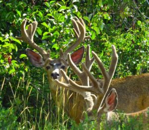 Buck deer together union county or two bucks mirror image bucks