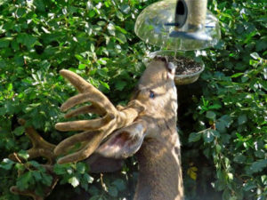 Deer at bird feeder bird feeder deer
