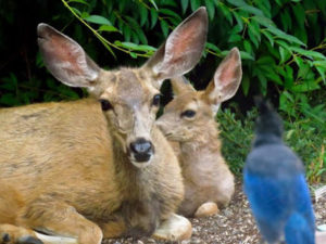 Doe and fawn union county backyard deer