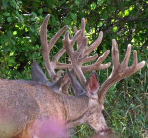Two bucks buck deer together union county or
