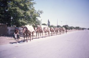 Afghanistan camel train