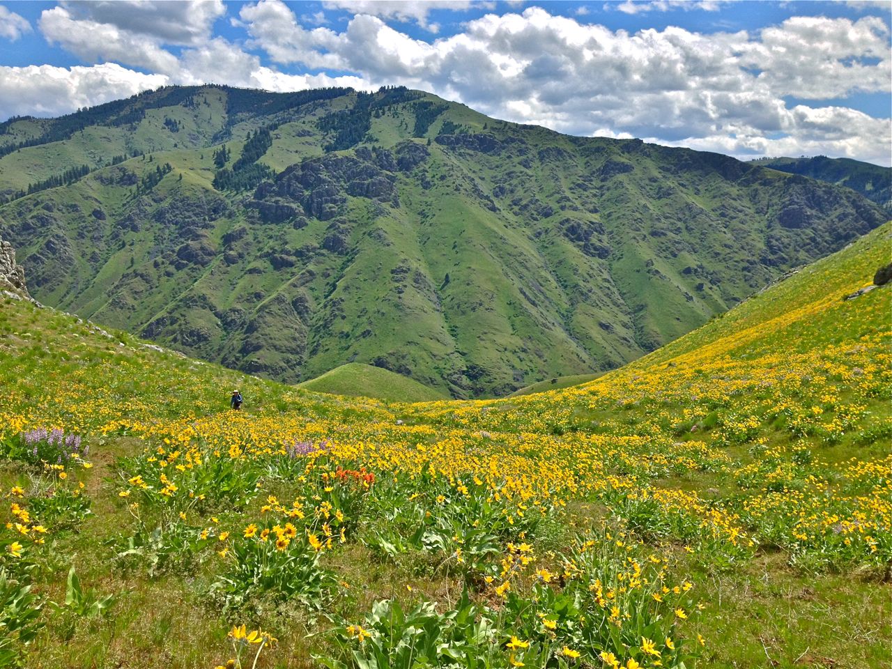 Hells canyon spring