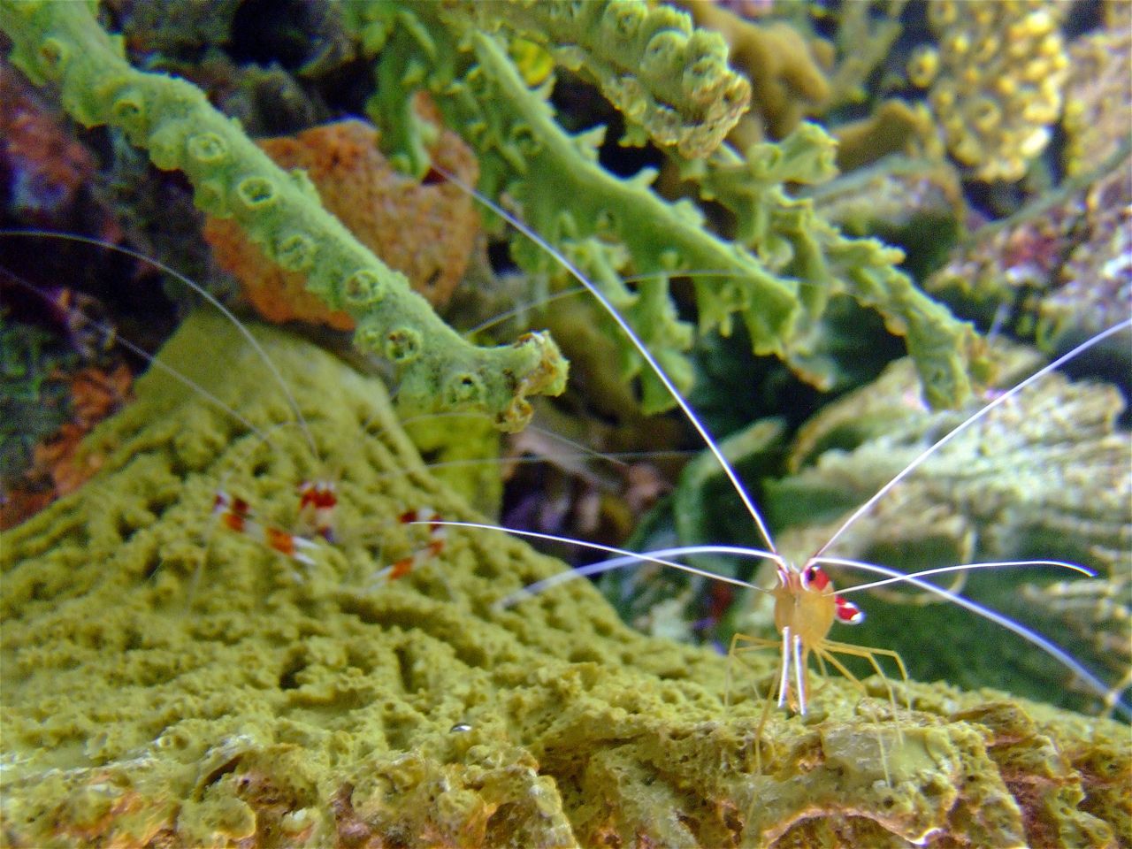 Oregon coast aquarium mantis shrimp