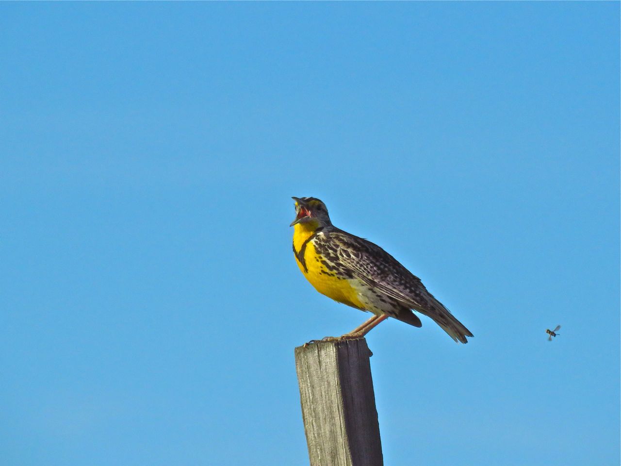 Singing meadowlark